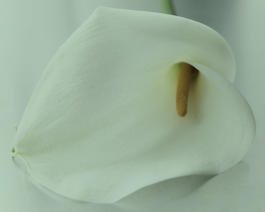 Arum Lily, two