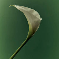 Poster Arum Lily | Braer Studio